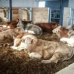 Hinterburghof * Saalfelden