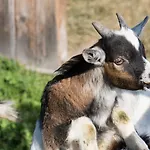 Hinterburghof Saalfelden