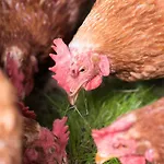 Séjour à la ferme Hinterburghof