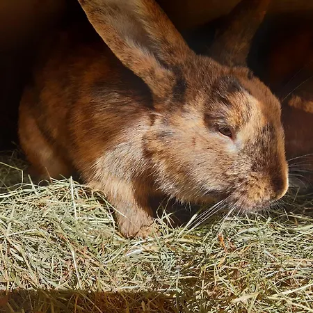 ファームステイ Hinterburghof