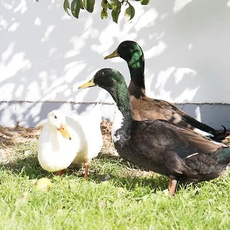 Hinterburghof Alojamento de Turismo Rural *