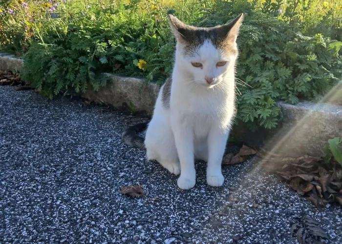 Agroturismo Hinterburghof Saalfelden