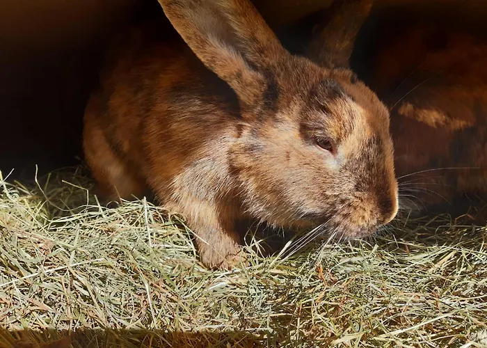 Agroturismo Hinterburghof