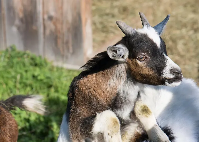 Hinterburghof Saalfelden am Steinernen Meer