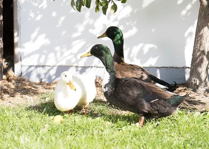 Hinterburghof مزرعة للإقامة *