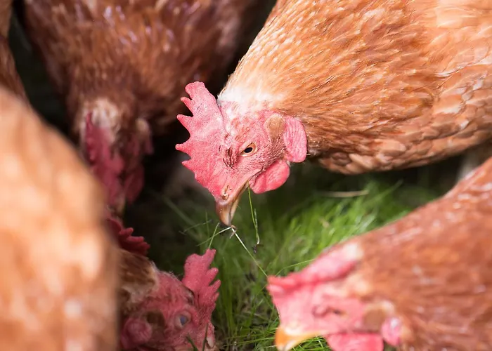 Farmház Hinterburghof